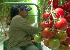 Una Dintre Cele Mai Moderne Sere Bio Din România Produce Tomate Cherry Lângă Râmnicu Sărat