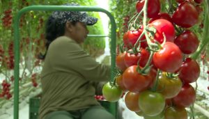 Una Dintre Cele Mai Moderne Sere Bio Din România Produce Tomate Cherry Lângă Râmnicu Sărat