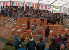 Video: Județul Mureș, Gazda European Angus Forum 2026