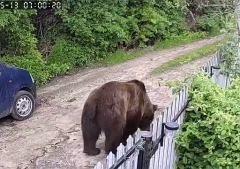 Video Urs De Mari Dimensiuni, Pe Străzile Din Blăjani