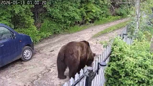 Video Urs De Mari Dimensiuni, Pe Străzile Din Blăjani