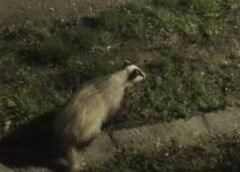 Bursuc Instalat în Subsolul Unor Blocuri Din Râmnicu Sărat