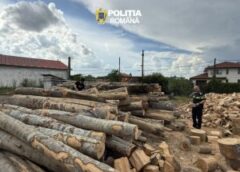 Controale în Forță La Două Depozite De Lemne Din Giurgiu: Zeci De Nereguli, Sute De Metri Cubi Confiscați