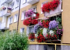 Primăria Premiază Cele Mai Frumoase Balcoane și Grădini Din Oraș! Se Fac înscrieri La „bistrița Verde!”