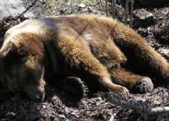 Urs împușcat La Dâmbovicioara în Zona Parcului Regizorului Everac